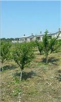 黑龙江红富士苹果果树专业种植基地 果树技术种植教授
