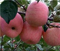 哈尔滨专业红富士苹果种植 果树种植 东北特产红富士大量种植批发