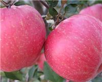 哈尔滨红富士苹果专业批发厂家 黑龙江一级苹果红富士价格