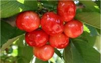 东北特产大樱桃**种植技术 哈尔滨樱桃种植水果基地