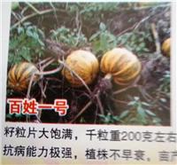 穆棱白瓜子高产种植技术 牡丹江白瓜子出售价格