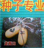 牡丹江西葫芦种子大量低价出售 穆棱西葫芦种子品种哪个好