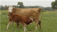 黑龙江养殖户注意了，西门达尔牛的养殖较客观的评价