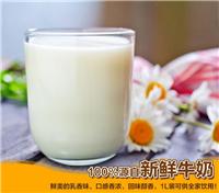 双城雀巢品牌优质奶源价格 哈尔滨高营养雀巢纯牛奶
