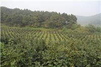 鸡西农垦绿莹大果榛子栽培技术，大果榛子苗的修剪方法