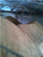 哈尔滨稻谷水稻精加工价格 黑龙江自产水稻大米加工