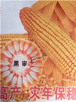 尚志纯东北玉米大量供应 棒大粒饱满 哈尔滨一级玉米黑审价格