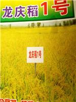 尚志市粮食水稻种植哪家较好 尚志优质水稻品种龙庆稻1号