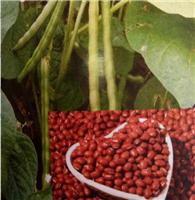 哈尔滨农安红红小豆赤豆价格 哈尔滨厂家供应杂粮红小豆价格