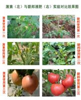 氨基酸叶面肥番茄叶面肥可以在大棚内使用吗