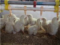养鸡设备优质镀锌鸡笼可以选择金兴
