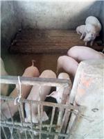 方正农村养殖项目猪养殖 哈尔滨生态绿色猪养殖