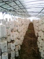 方正食用菌菌种种植 哈尔滨食用菌木耳蘑菇专业种植基地