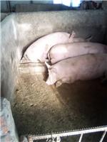 哈尔滨猪养殖基地**猪 方正仔猪小猪苗猪养殖繁育基地