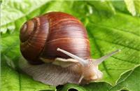 学生科学实验蜗牛活体宠物白玉蜗牛养殖套餐送饲料运输包活包邮