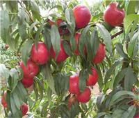 桃树苗供应 桃树苗直销 优质桃树苗供应