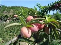 桃树苗直销 优质春雪桃苗供应 映霜红桃苗品种