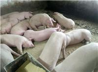 鸡西猪饲养厂家配备专业技术人员 黑龙江**生态猪饲养