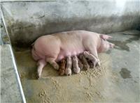 黑龙江厂家肉猪毛猪种苗批发 鸡西厂家猪繁育哺乳幼崽