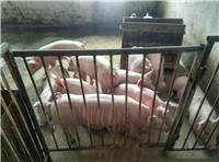 黑龙江肉猪大量现货供应 鸡西私人订制特种肉猪培育