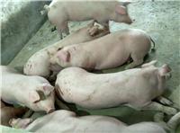 鸡西厂家专业猪养殖技术 鸡西纯种猪苗畜牧业推广猪养殖