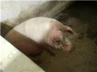 鸡西猪养殖厂哪家较好 黑龙江大型养猪场猪舍环境好