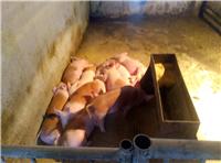 鸡西专业养殖场生猪养殖肉猪养猪 鸡西肉猪毛猪价格
