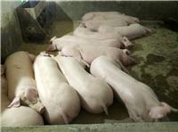 鸡西厂家农家猪养殖繁殖 鸡西农家生态绿色猪养殖技术