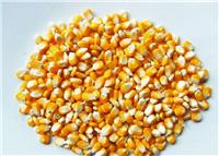 黑龙江厂家玉米种植收购出售 牡丹江厂家直销特级黄玉米