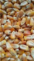 鸡东粮食玉米批发 鸡东特级原料优质新货玉米粒