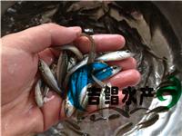 广东加州鲈鱼苗场 批发加洲鲈鱼苗 大嘴黑鲈鱼苗 鲈鱼苗销售
