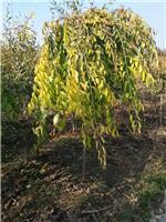 敦化大量种植各种苗木基地 敦化优质苗木供应绿叶糖槭