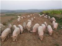 牡丹江瘦肉猪饲养技术 牡丹江农家生态散养养殖