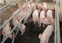 牡丹江活猪生猪销售 牡丹江猪养殖社大量供应优质批发瘦肉猪