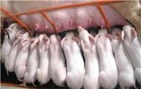 牡丹江生猪养殖散养健康瘦肉猪 牡丹江生猪价格可以买到