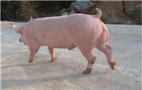 牡丹江肉猪养殖场特种商品猪 牡丹江生猪养殖低价出售