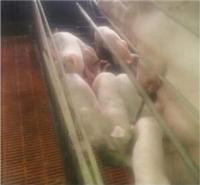 牡丹江仔猪肉猪价格 牡丹江厂家直销小猪苗猪 生猪养殖技术指导