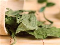 海林专业种植甜叶菊基地 海林厂家直销甜叶菊茶叶 绿色健康