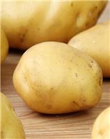 有土豆批发厂家_山东土豆零售批发_优质土豆基地种植