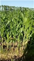依兰批发供应农村种植散装黄玉米 依兰专业玉米种植技术粒大饱满