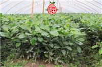 贵州农业补贴政策能不能种植三红蜜柚苗