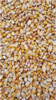 虎林原产地五谷杂粮优质玉米 优质东北特产北大荒黑龙江玉米