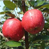 苹果苗 苹果苗价格 苹果苗种植基地