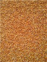 牡丹江当地玉米加工收购 海林杂粮玉米销售