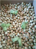 安图农家自产平欧大榛子营养健康 延边杂交耐寒榛子苗抗寒创业可以选择