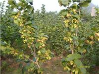 延边安图平欧杂种榛优良品种 安图大果榛子栽培实用技术
