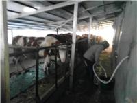 东北肉牛市场价格行情 木兰县专业肉牛养殖场常年出售