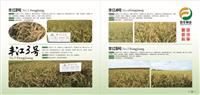 丰江系列种粮，优质水稻种植，双鸭山水稻种粮选哪家