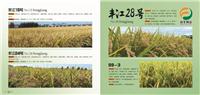 丰江系列水稻，99-3水稻可以选择黑龙江省建三江农垦广源
