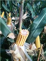 林口玉米种植价格 林口种植玉米要注意什么